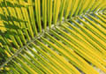 Palm Nidle