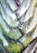 Palm 1