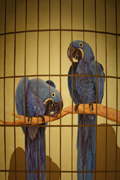 Birds
