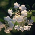 Blooming