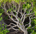Bush