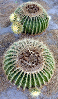 Two Cactus