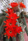 Cactus Red