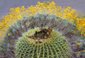 Cactus Glow