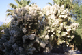 Cotton Tree