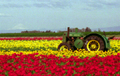 Dear Tulips