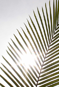 Del Mar Palm
