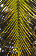 Del Mar Palm
