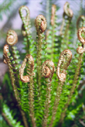 Fern