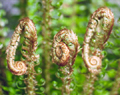 Fern Detail