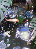 Fish Blur