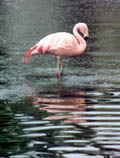 Flamingo