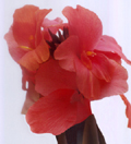 Flower Face
