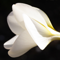 a Flower is Born