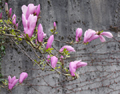 Flowers and Wall