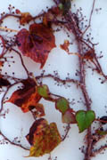 Ivy