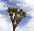 Jashua Tree