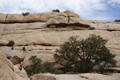 Jashua Tree