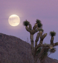 Jashua Moon