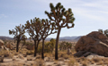 Jashua Trees