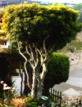 La Guna Tree