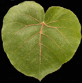 Leaf Vain