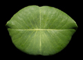 Lips Leaf