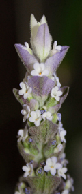Little Flower Tower