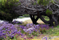 Malibo Purple