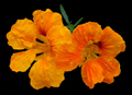 Orange Flowers
