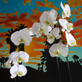 Orchid Sky