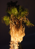 Palm Night