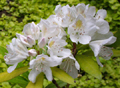 Petal Pattern