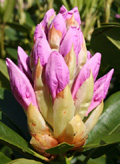 Pink Cone