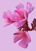 Pink Oliander