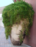 Pothead