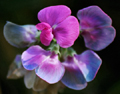 Purple Flower