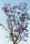 Purple Tree