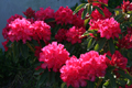 Red Bunch