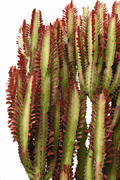 Red Cactus