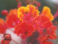 Red Flowers