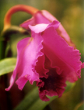 Red Flower
