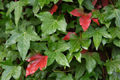 Red Green