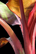Red Palm
