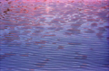 Ripple