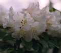 Rodendendrum