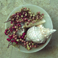 Sea Shells