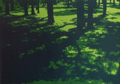 Shadows