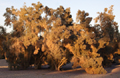 Smoke tree