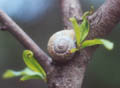 Snail